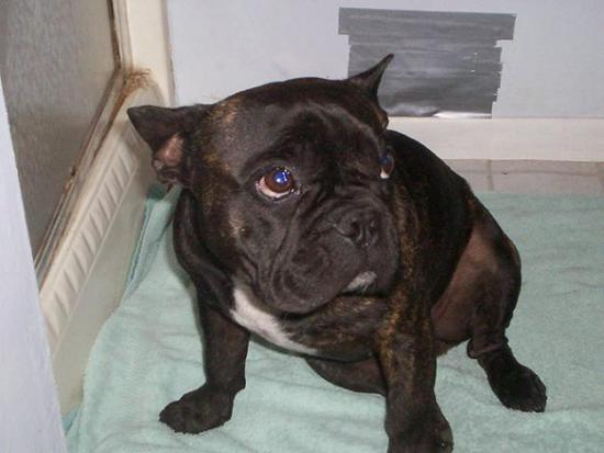 Monday's Pet of the Week!